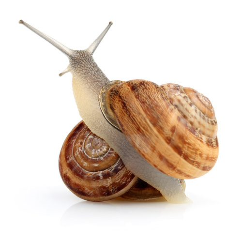 Snail Cram Shop - benefits of snail mucus