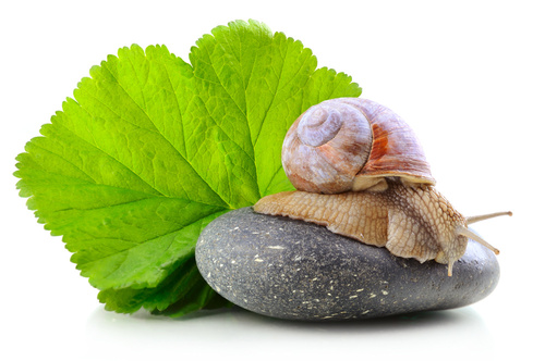 Snail cream shop - history of snail cream